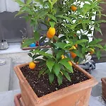 Villino La Bouganville سانريمو