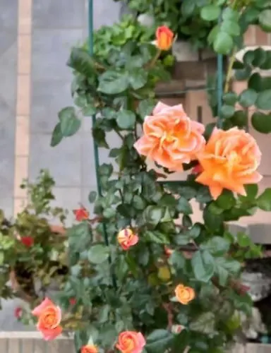 度假居 Villino La Bouganville 圣雷默