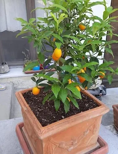 Villino La Bouganville 圣雷默